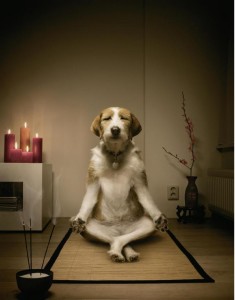 dog meditating